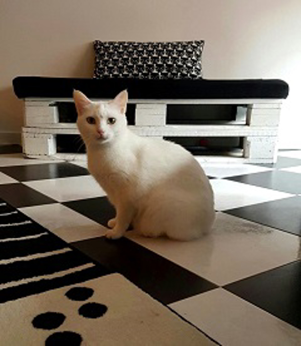 Franquicia Cat Café