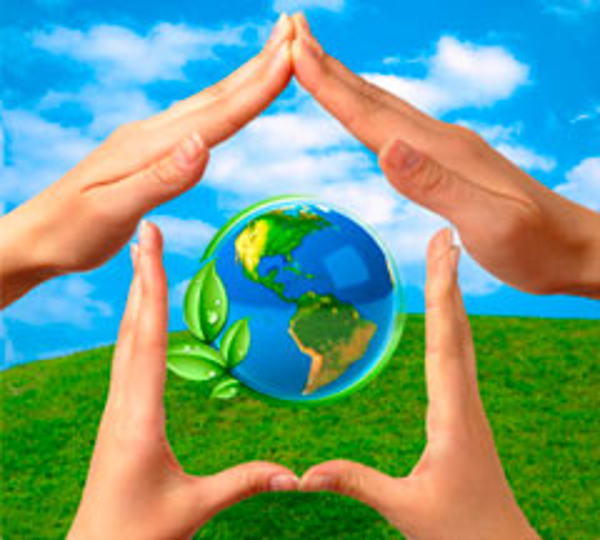 Franquicia Green Cat