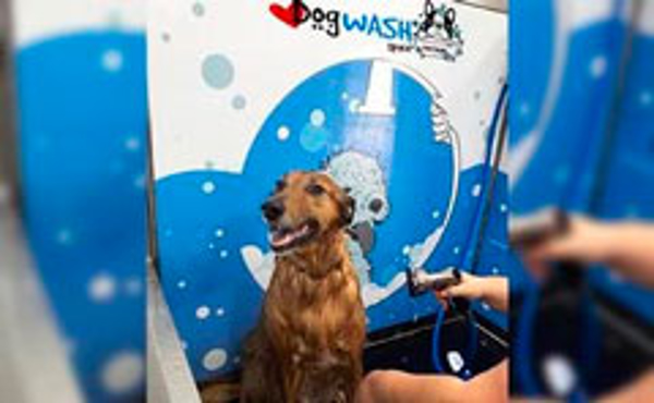 Franquicia I Love Dog Wash