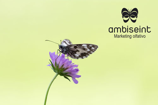 La mariposa de la franquicia Ambiseint vuela hasta Cádiz y Tenerife