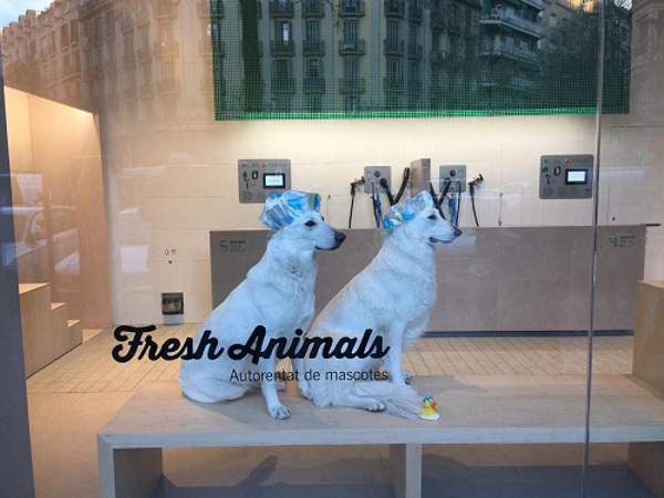 ¿Cómo prevenir contagios de COVID-19 en mascotas? Te informan las franquicias Fresh.