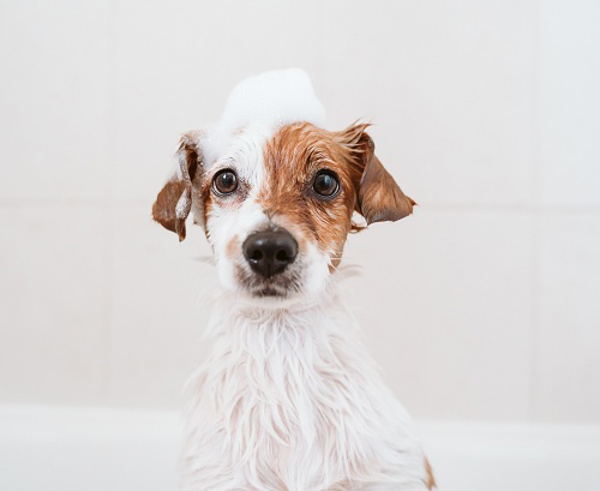 El COVID-19 en mascotas: ¿Cómo podemos prevenir los contagios? Franquicias Fesh.