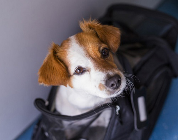 ‘Petxit’: ¿Cómo afecta la salida de Reino Unido de UE a la libre circulación de mascotas? Franquicias Fresh.